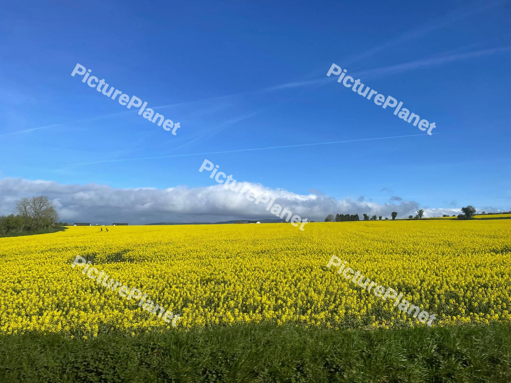 Green Landscape
